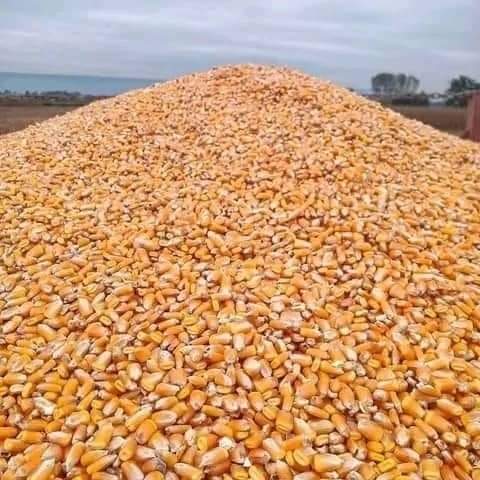 Graine de maïs séché 1 tonne
